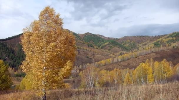 Autumn landscape with Birch trees in Altai mountains — Stock Footage Autumn landscape with Birch trees in Altai mountains Stock Footage