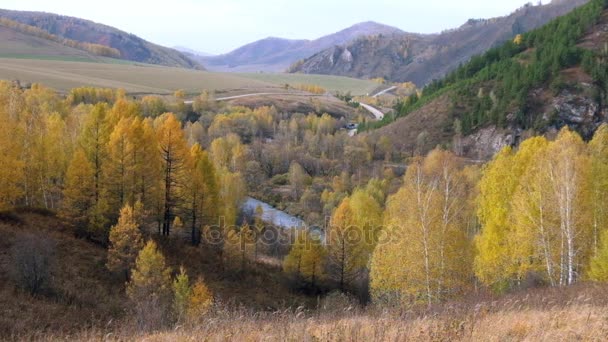 Autumn landscape with Birch trees in Altai mountains — Stock Footage Autumn landscape with Birch trees in Altai mountains Royalty Free Stock Footage