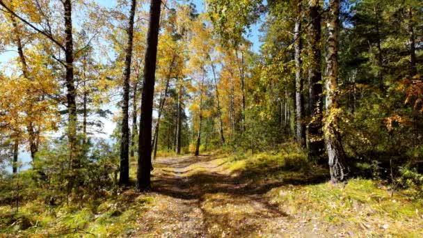 Eath road in autumn forest — Stock Footage Eath road in autumn forest Stock Video