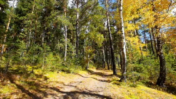 Eath road in autumn forest — Stock Footage Eath road in autumn forest Royalty Free Stock Video