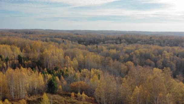 Aerial video view from drone. Autumn siberian landscape with yellow birch forest. Novosibirsk, Siberia, Russia — Stock Footage Aerial Video View Drone Autumn Siberian Landscape Yellow Birch Forest Stock Footage