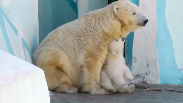 Fehér jegesmedve Ursus maritimus játszik az anyjával 