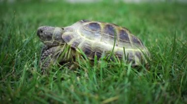 Kaplumbağa yavaş yavaş çimenlerin üzerinde besleme