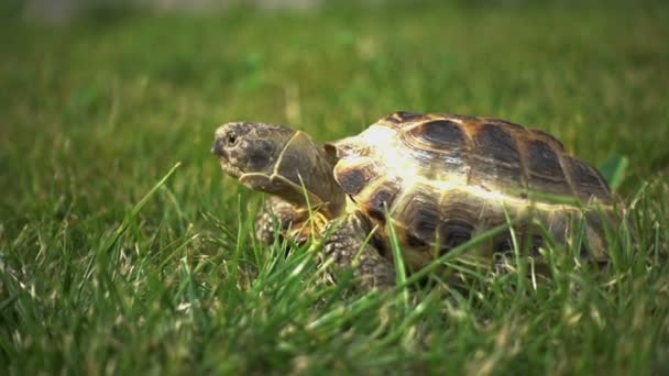 Schildkröte ernährt sich langsam von Gras — Stockvideo