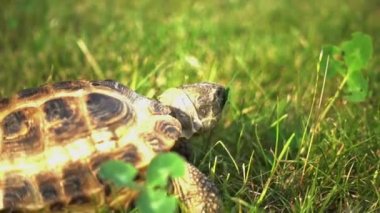 Kaplumbağa yavaş yavaş çimenlerin üzerinde besleme