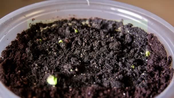 Salatalık bitki yetiştirme — Stok video
