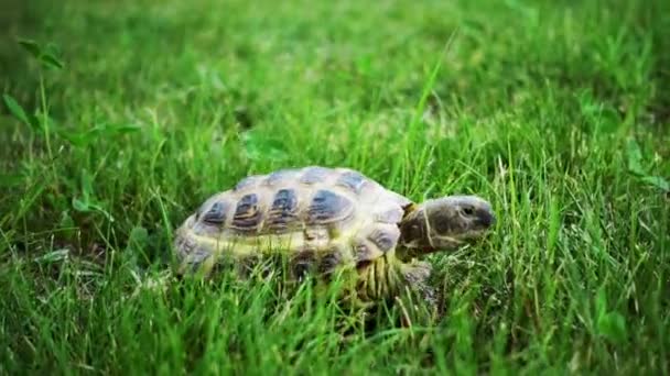 Turtle slowly feeding on grass — Stock Video