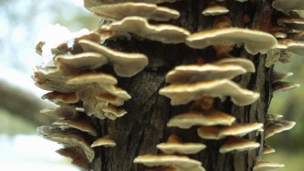 Polypore groeien op een stam van een boom — Stockvideo