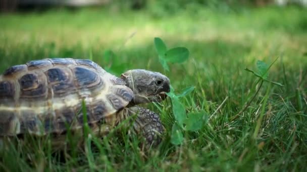 Tortuga alimentándose lentamente de hierba — Vídeos de Stock