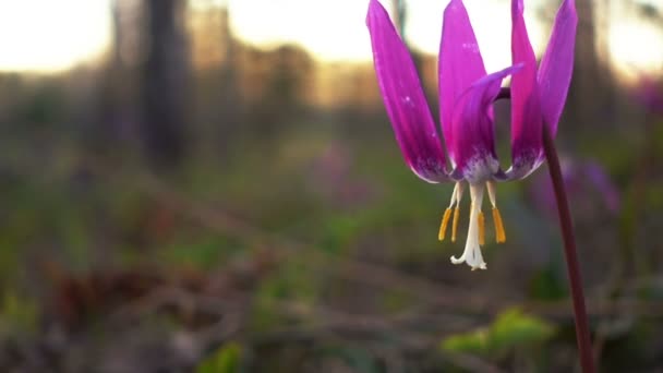 Flor violeta en la brisa del viento de primavera — Vídeo de stock