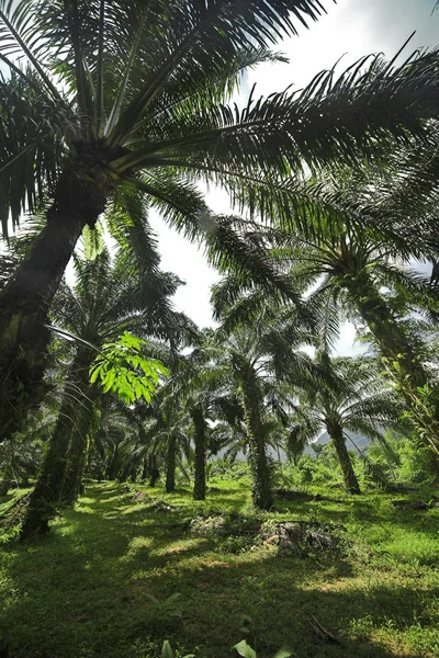 Pohon palem minyak — Stok Foto