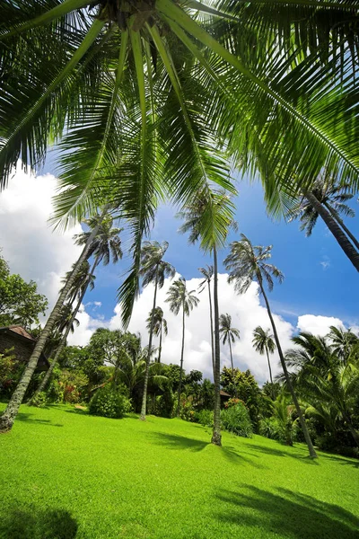 Palmeras de coco —  Fotos de Stock