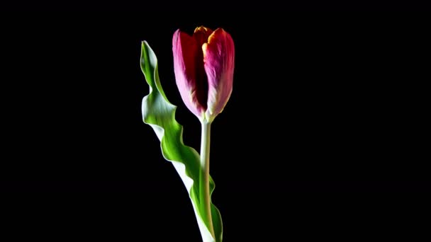 Roze tulip bloem opening — Stockvideo