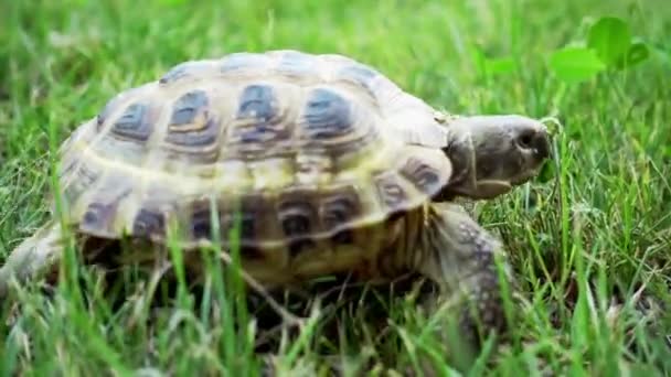 Черепаха движется по зеленой траве — стоковое видео