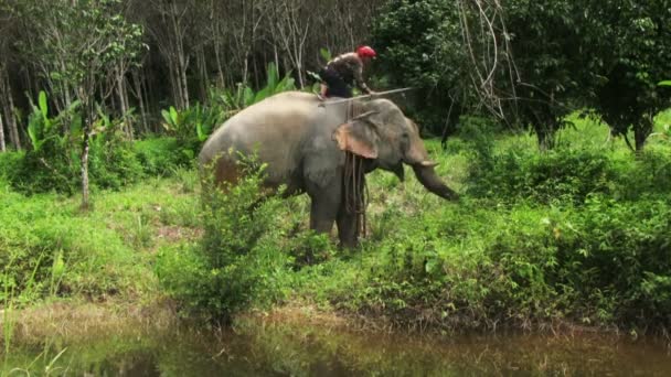 Manipulador de elefantes sentado na parte de trás do elefante — Vídeo de Stock