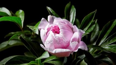 pembe peony çiçek açılış 