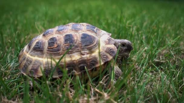 Schildpad bewegen op groen gras — Stockvideo