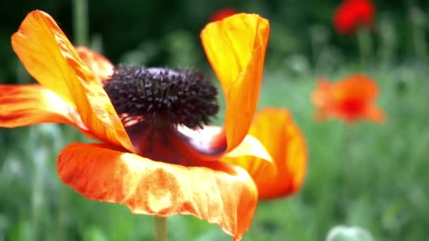 Hermosa flor de amapola — Vídeo de stock