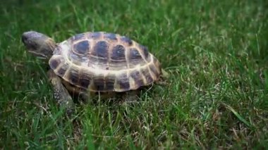 Yeşil çimenlerin üzerinde hareket kaplumbağa