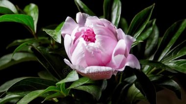 pembe peony çiçek açılış 