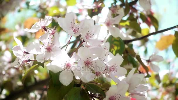 ÁRBOL DE APLICACIÓN EN BLOOM — Vídeo de stock