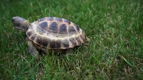 Tortue se déplaçant sur l'herbe verte — Video