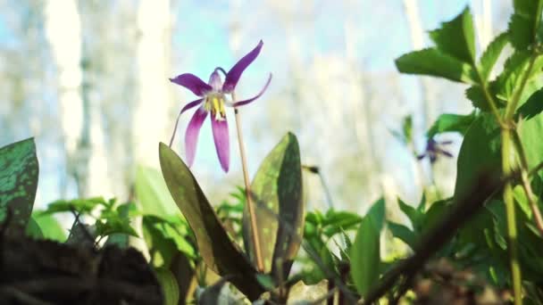 Fialová květina roste v lese na jaře — Stock video