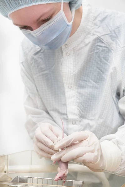 Учёный держит лабораторную мышь — стоковое фото