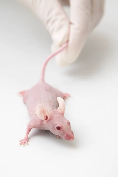 Учёный держит лабораторную мышь — стоковое фото
