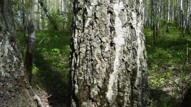  bouleaux dans la forêt printanière 