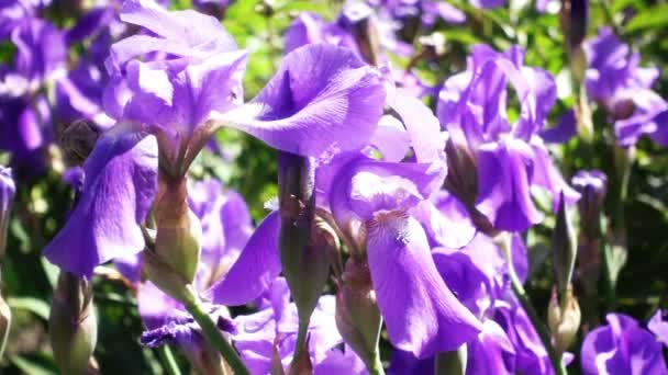 Belles fleurs d'iris 