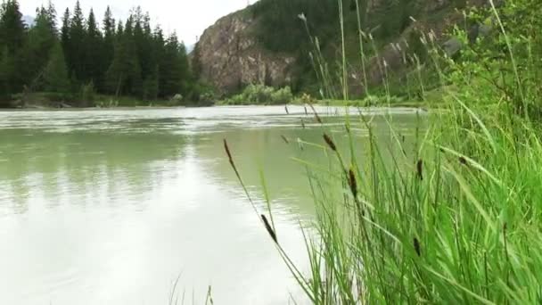 Río que fluye en bosque de pinos — Vídeos de Stock