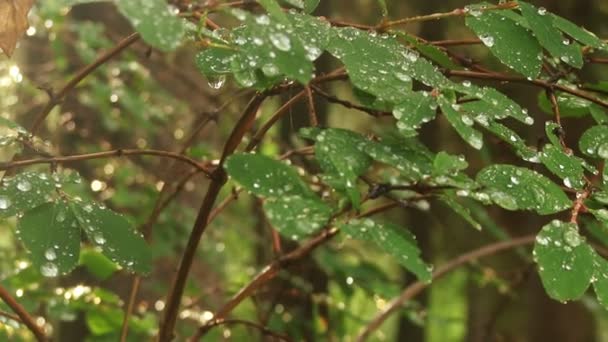 Green plants covered with drops of dew — Stock Video