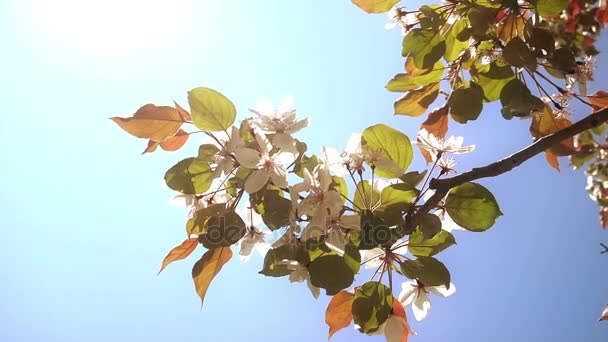 Apfelbaum in voller Blüte — Stockvideo