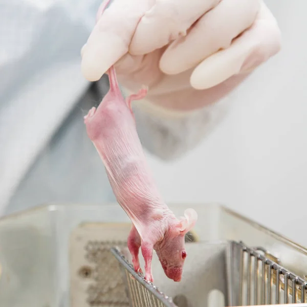 Scienziato in possesso di laboratorio mouse — Foto Stock