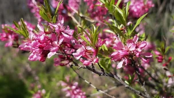 Árvore de cereja em flor — Vídeo de Stock