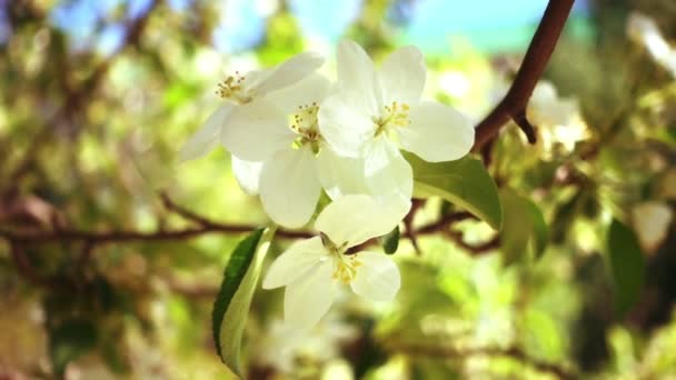 Apfelbaum in voller Blüte — Stockvideo