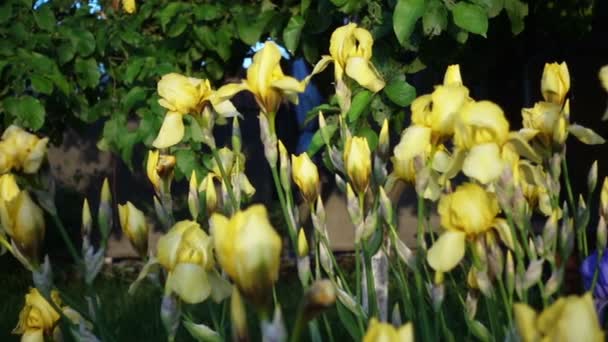 Mooie gele iris bloemen — Stockvideo