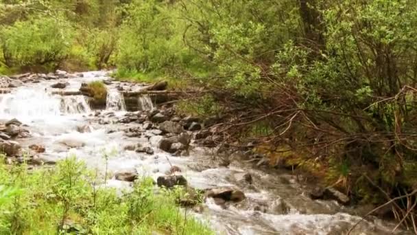 Río afluente con corriente rápida — Vídeos de Stock