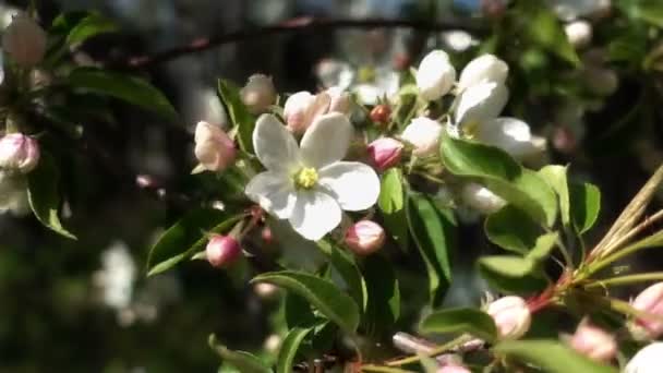 Cerezo en flor — Vídeos de Stock