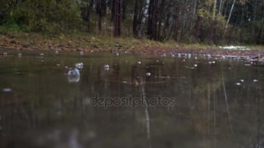 dökülen yağmur altında sonbahar