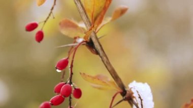 Kırmızı böğürtlenli dal 