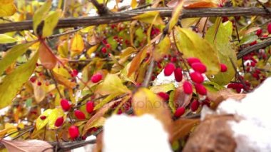 Kırmızı dutlu dallar