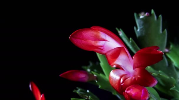 Άνοιγμα λουλούδι ροζ κάκτος — Αρχείο Βίντεο