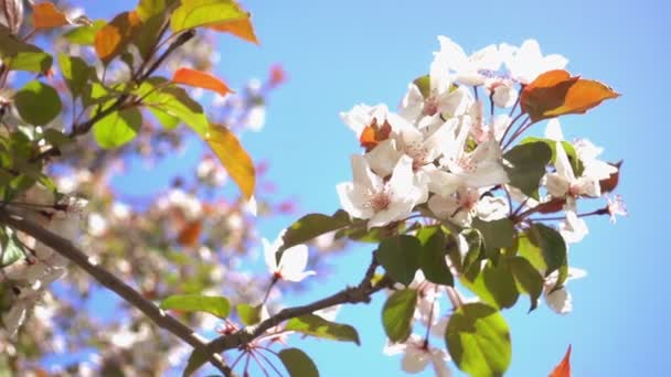 Apfelbaum in voller Blüte — Stockvideo