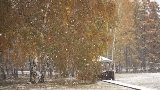 Queda de neve no parque de inverno — Vídeo de Stock