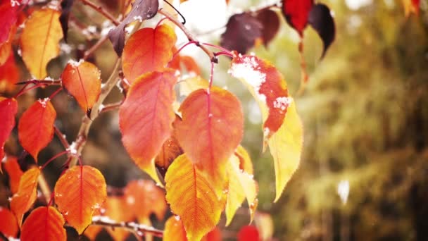 Ветка с красными листьями — стоковое видео