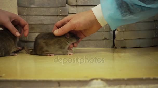 Två grå råttor — Stockvideo