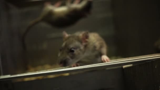 Três ratos cinzentos na gaiola — Vídeo de Stock