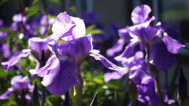 Belles fleurs d'iris 